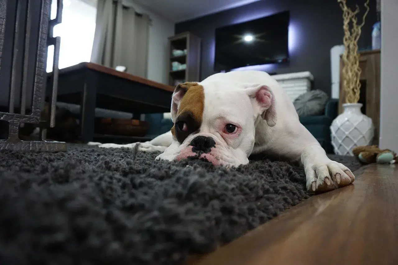 Ein Boxer-Welpe liegt traurig auf einem Teppich. Er sieht aus, als ob er oft hintereinander pinkelt und sich schämt.