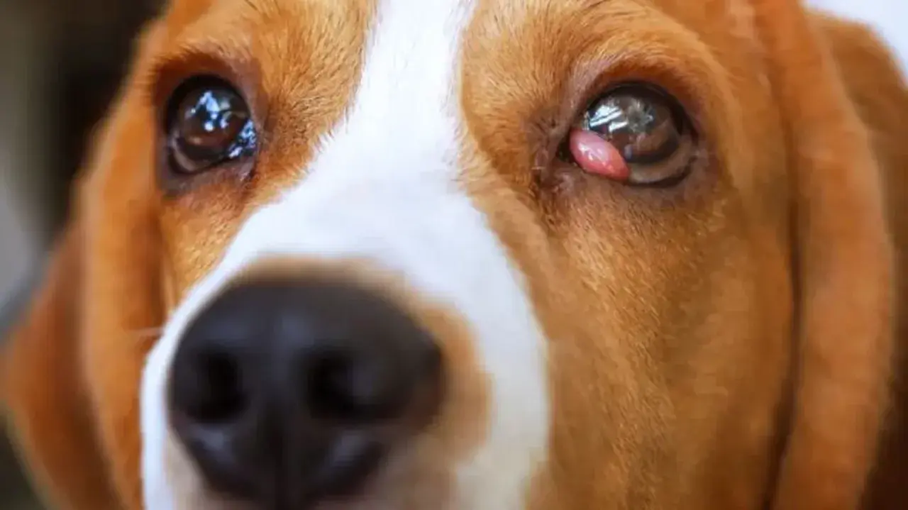 Primer plano de un perro beagle con ojos de ballena, mostrando una pequeña protuberancia rosada en el párpado.