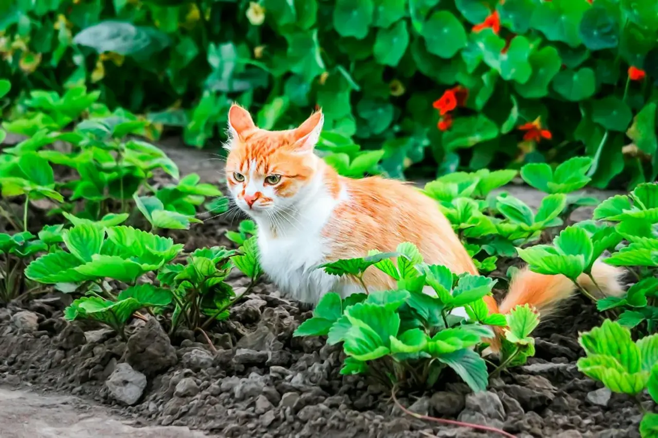 En orangevit katt smyger i jordgubbslandet. Hur ska man få bort katter från tomten när de är så söta?