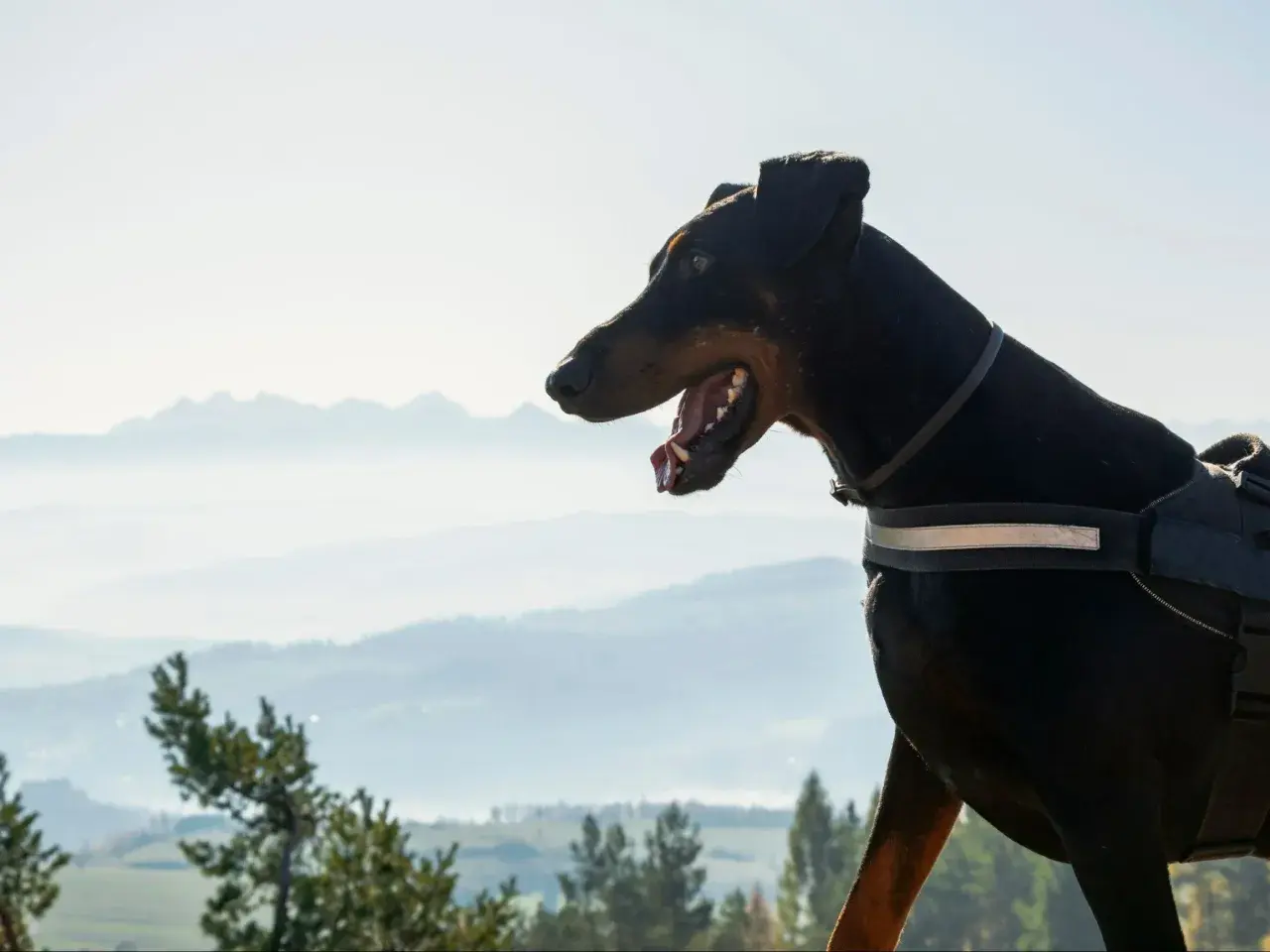 Doberman na spacerze drogą pod reglami z psem, podziwia widok na mgliste góry.