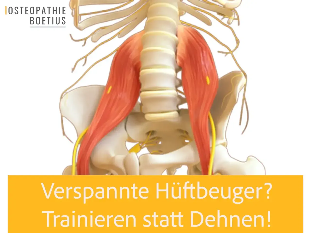 Anatomische Darstellung der Hüftbeuger-Muskulatur. Osteopathie Boetius hilft bei verspannten Hüftbeugern. Trainieren statt dehnen!