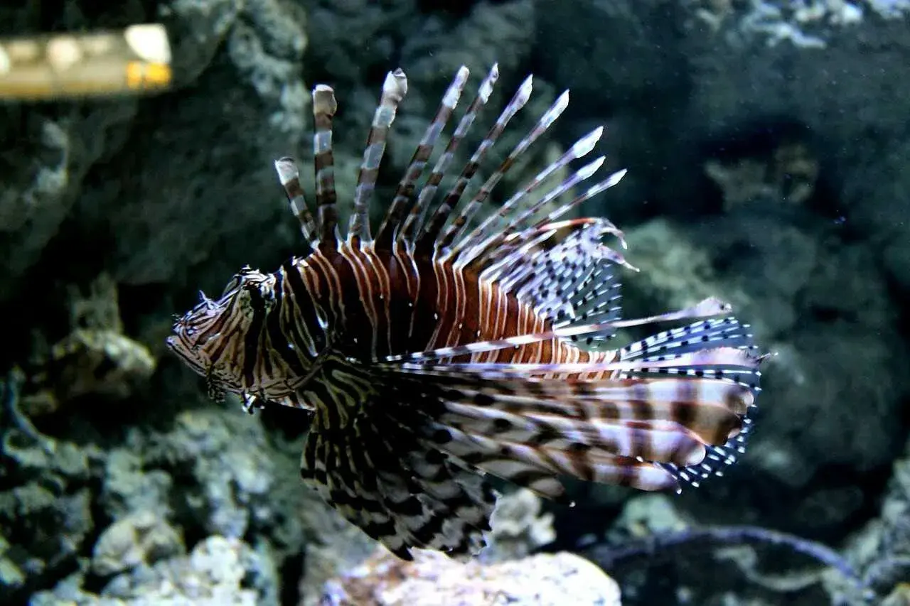 Oto jedna z fascynujących atrakcji Oceanarium Gdańsk – skrzydlica o imponujących płetwach, pływająca wśród skał.
