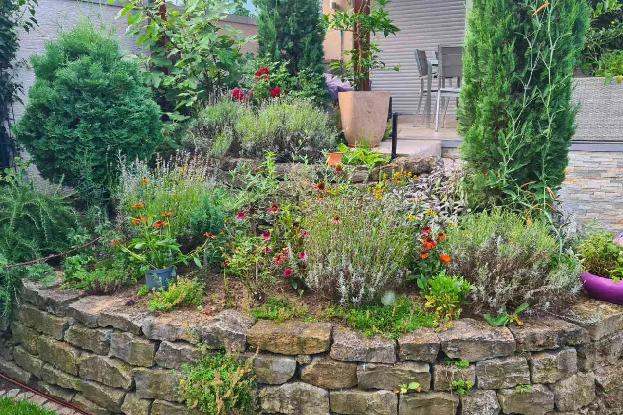 Ein üppiger natur garten mit Lavendel, Zinnien und Koniferen auf einer Steinmauer.