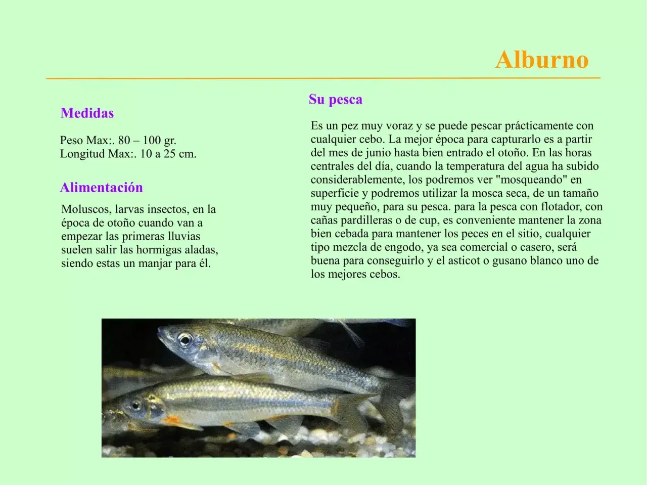 Primer plano de peces de pantano plateados con detalles dorados, nadando en aguas poco profundas.