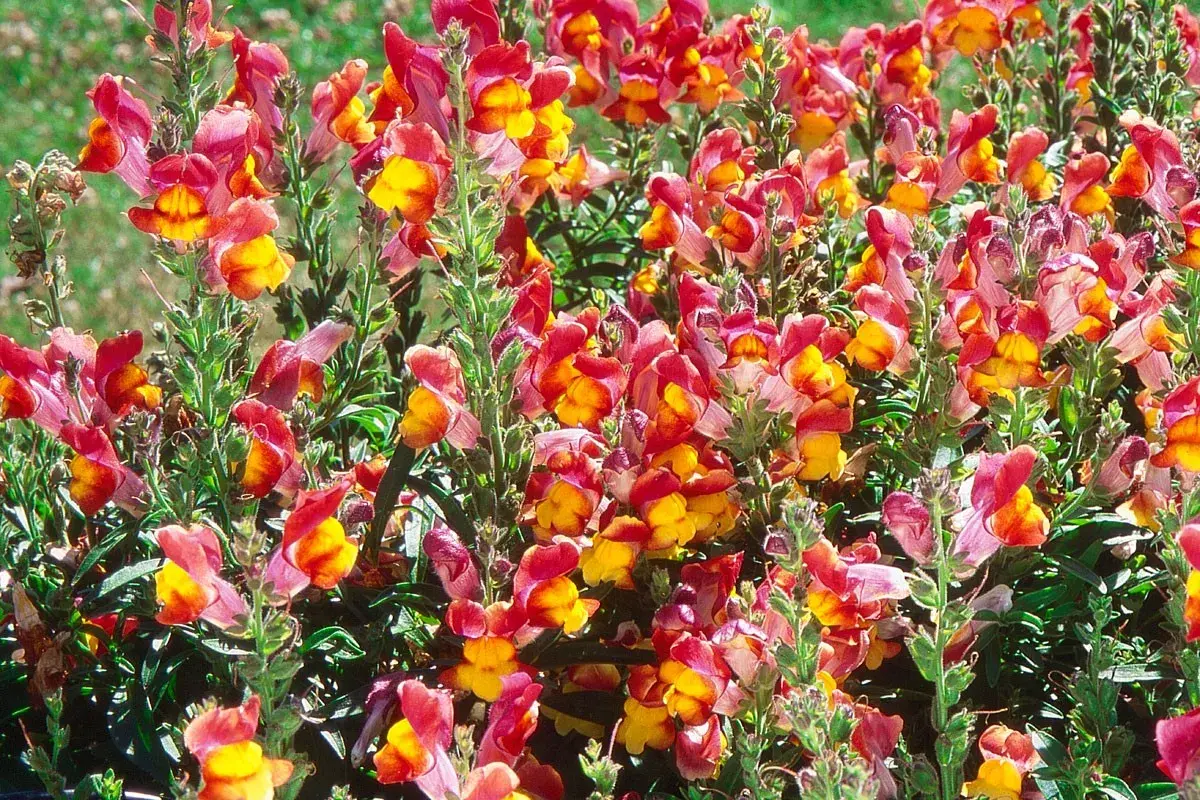 Un parterre de muflier fleur aux couleurs vives, mêlant le rose, le rouge et le jaune, illumine le jardin.
