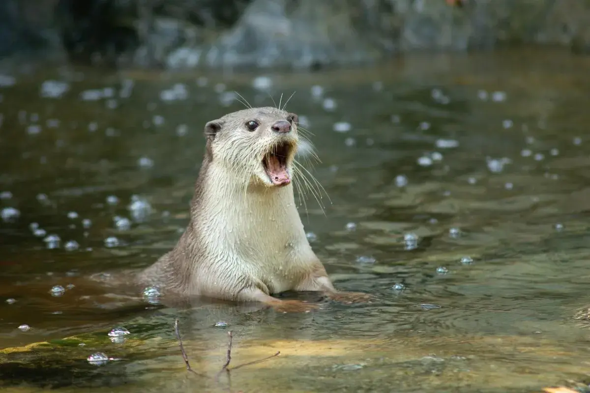 Nutria con la boca abierta en el agua, parece que las nutrias son agresivas.