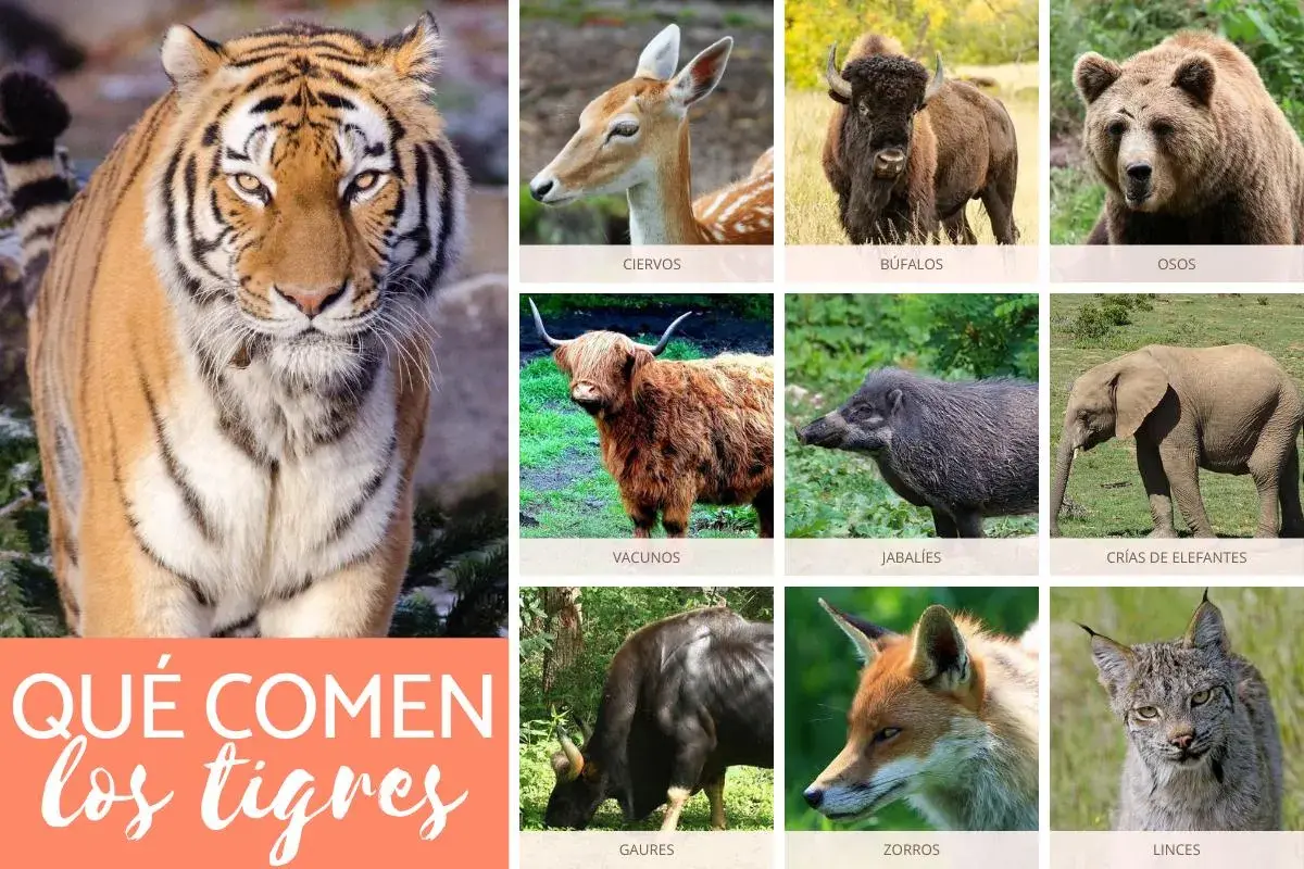 Un collage de animales salvajes, incluyendo un tigre, ciervos, búfalos, osos, vacunos, jabalíes, crías de elefantes, gaur, zorros y linces. La imagen principal pregunta: ¿Qué comen los tigres?
