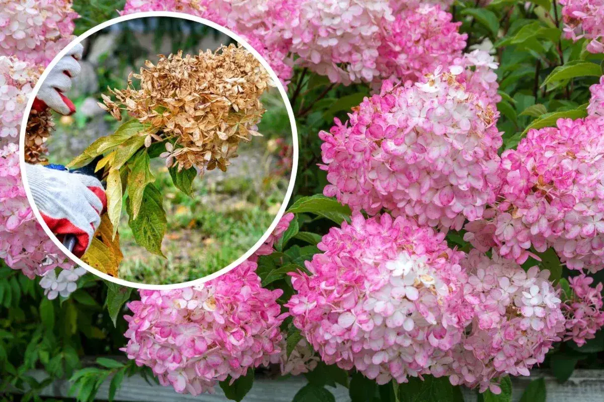 Här beskärs en hortensia. En hand med handske håller en sekatör mot en vissnad blomställning, medan friska rosa blommor syns i bakgrunden.