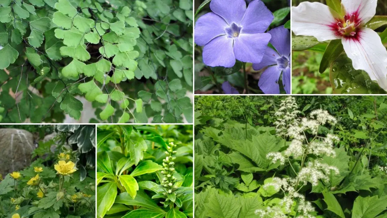 Kwitnące i zielone **rośliny do cienia**: paproć adiantum, barwinek, trillium, jaskry, wilczomlecz i tawuła.
