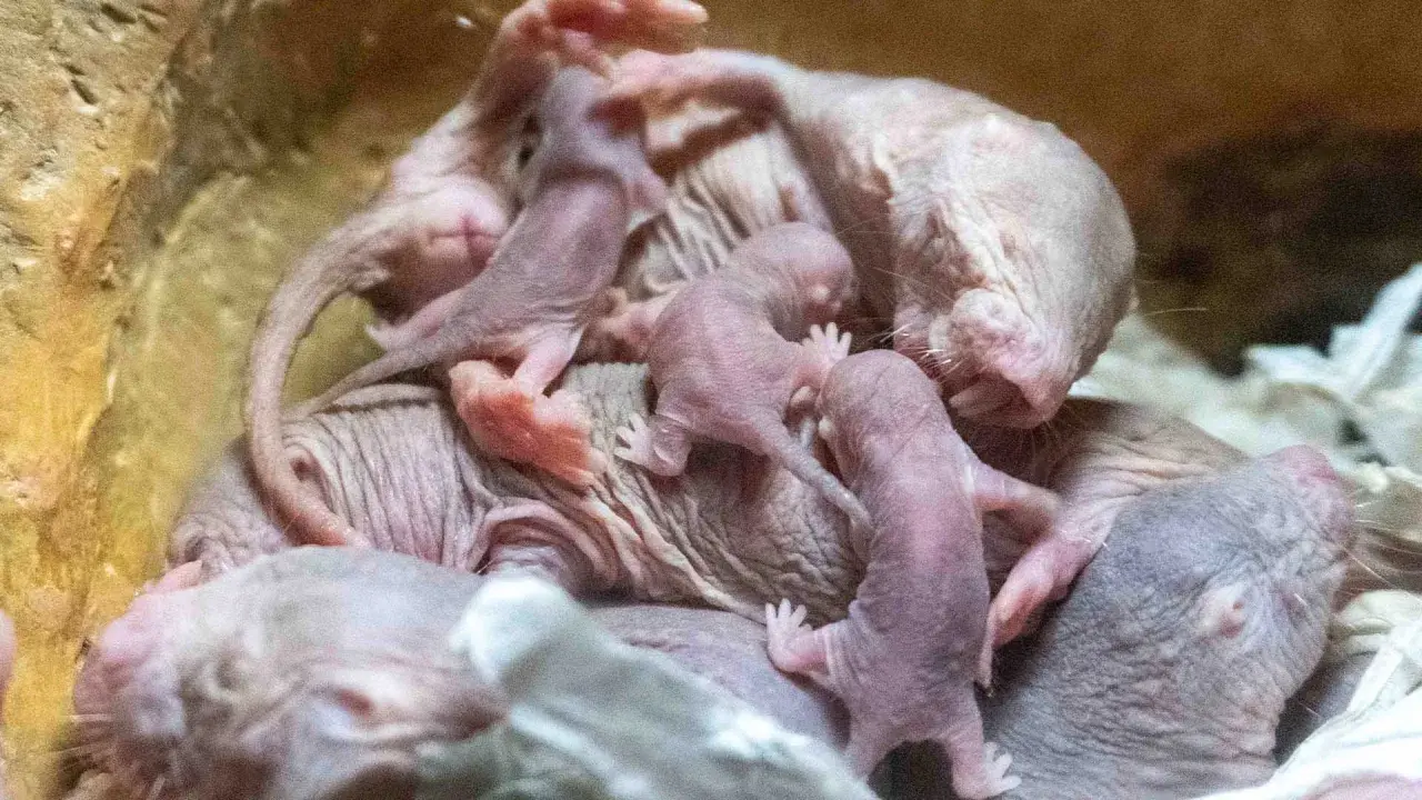 Un grupo de crías de rata topo, rosadas y sin pelo, se acurrucan juntas.
