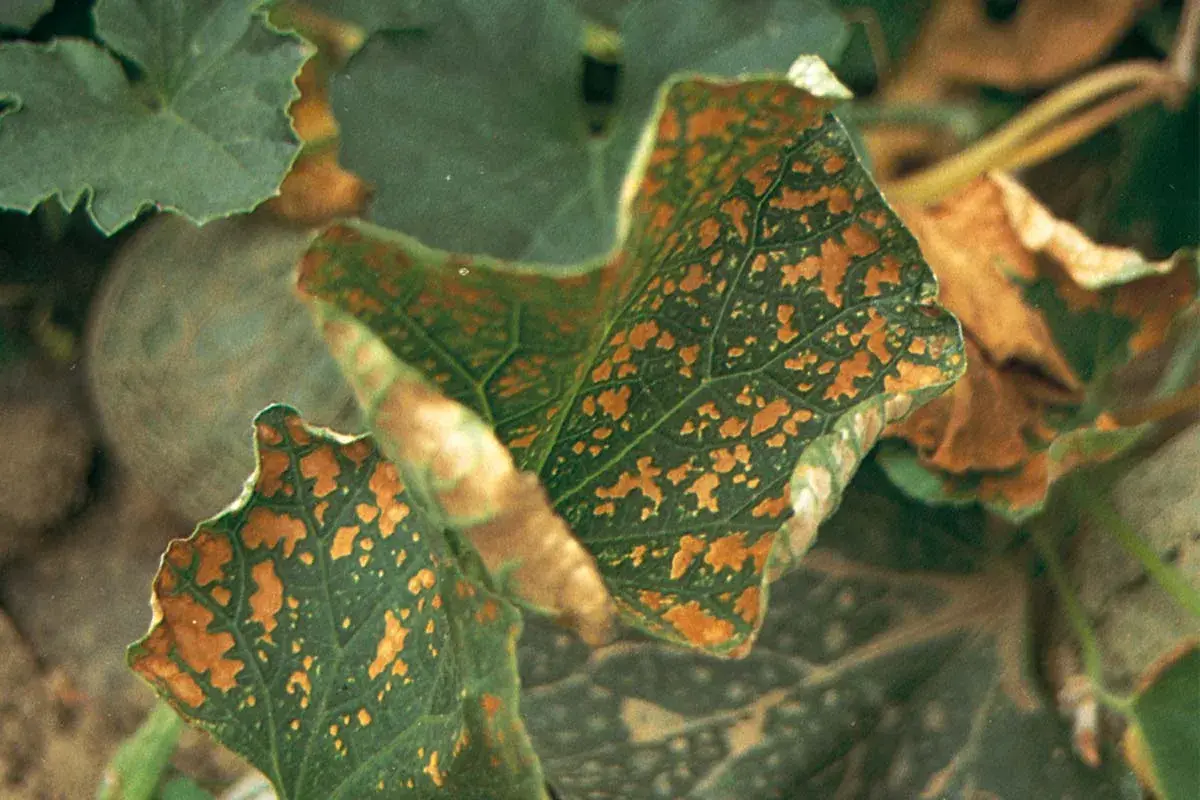 Foglie di zucca con macchie marroni, sintomo di carenza di calcio. Rimedi naturali per piante sane.