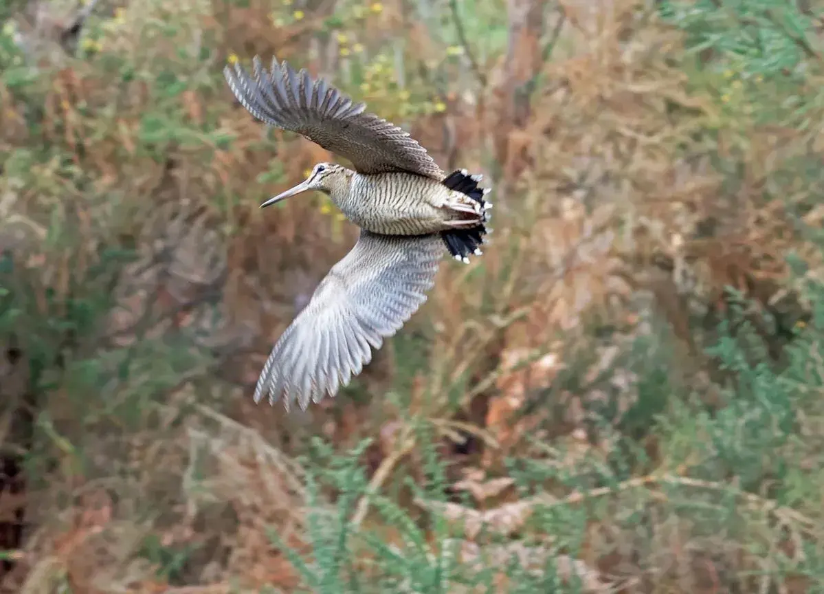 Une bécasse des bois en vol, ailes déployées, se faufile dans la végétation dense.