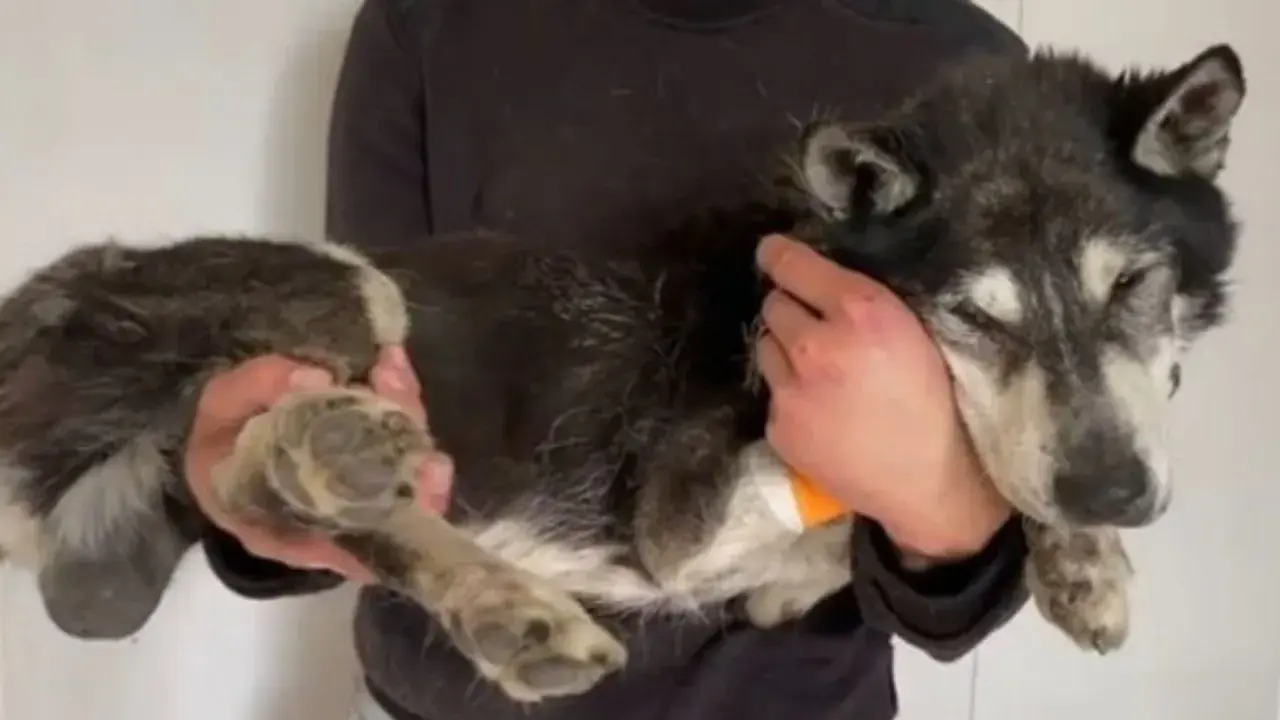 Opiekun trzyma psa, któremu podaje tabletki na wściekliznę. Pies wygląda na zmęczonego, ale ufnie opiera się o ręce.