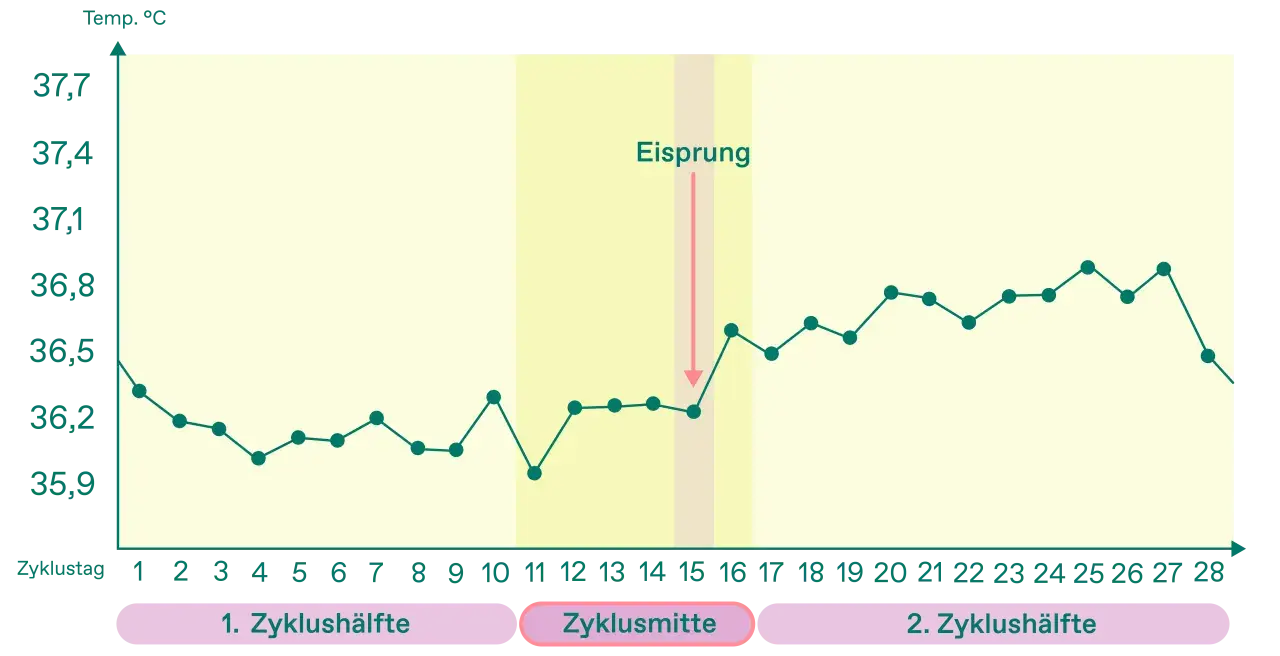 Temperaturkurve zeigt den Zyklusverlauf. Ein Pfeil markiert den Eisprung, der oft um den Zyklustag 14 stattfindet.