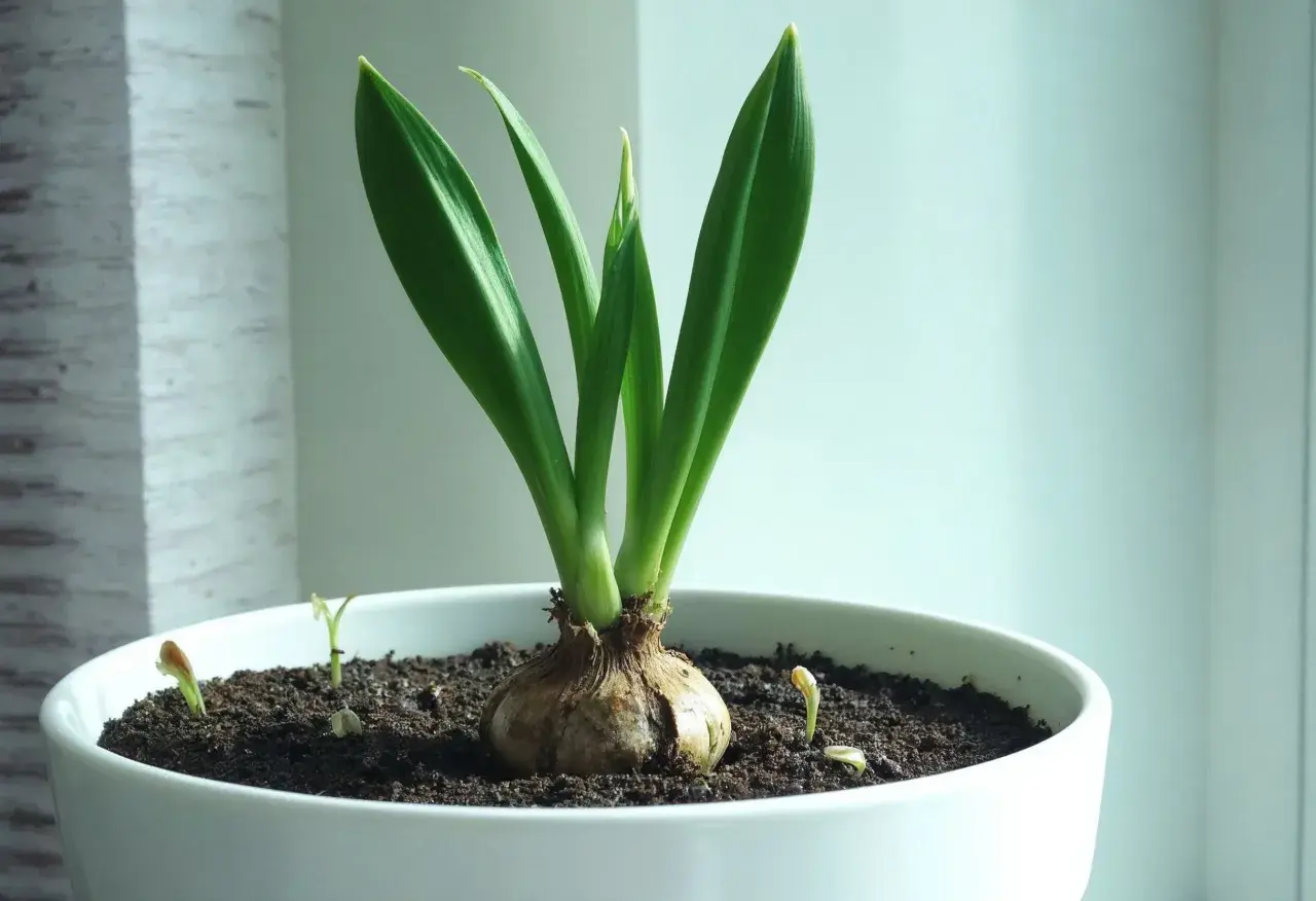 En amaryllis med gröna blad i en vit kruka. Små skott syns i jorden. Frågan är hur ofta ska man vattna amaryllis för att den ska trivas.