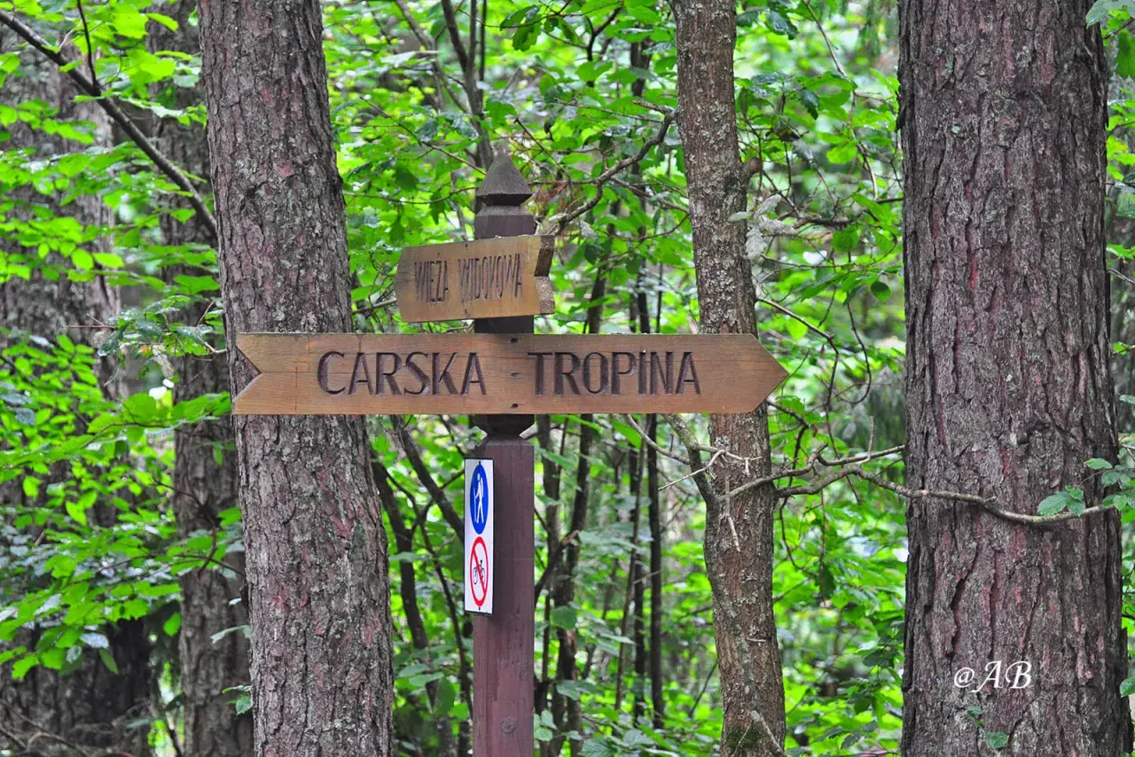 Drewniany drogowskaz "Carska - Tropina" w lesie.