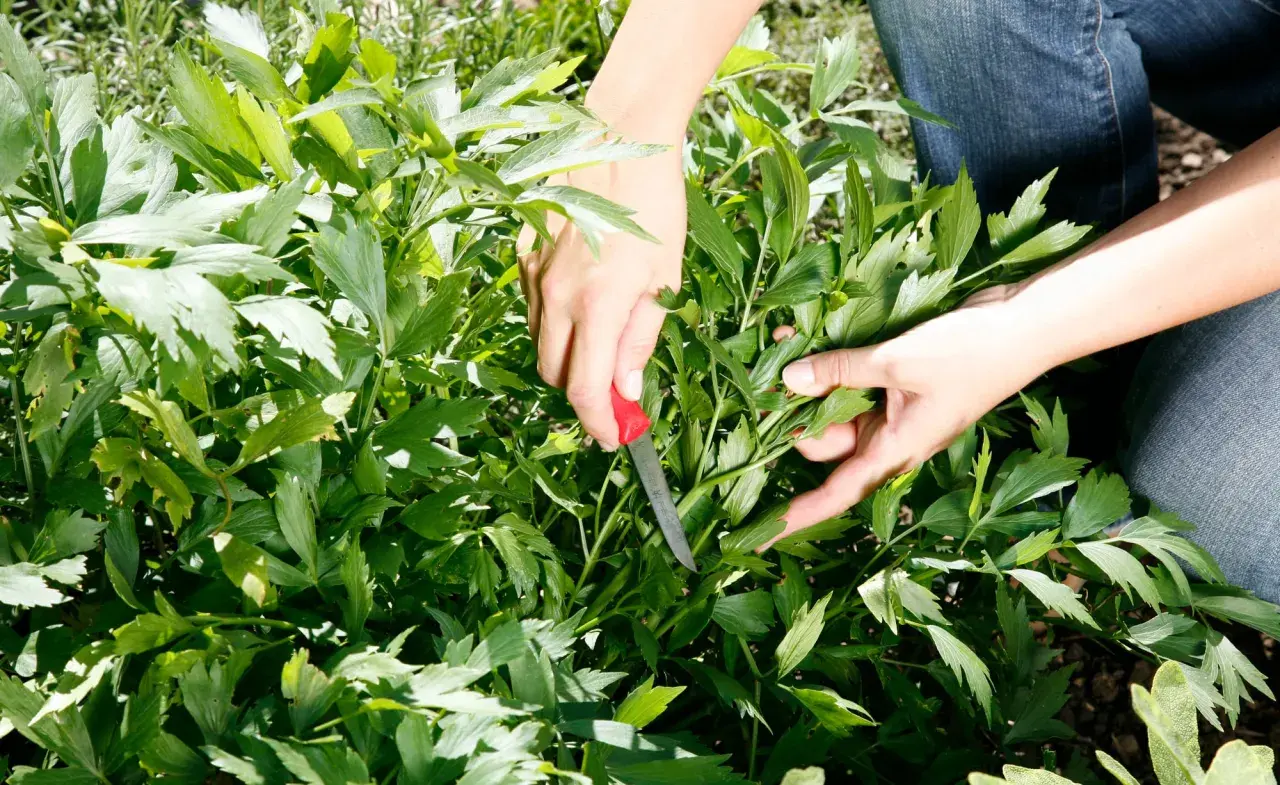 Hände ernten mit einem Messer frisches Maggikraut im Garten. Die grünen Blätter duften intensiv.