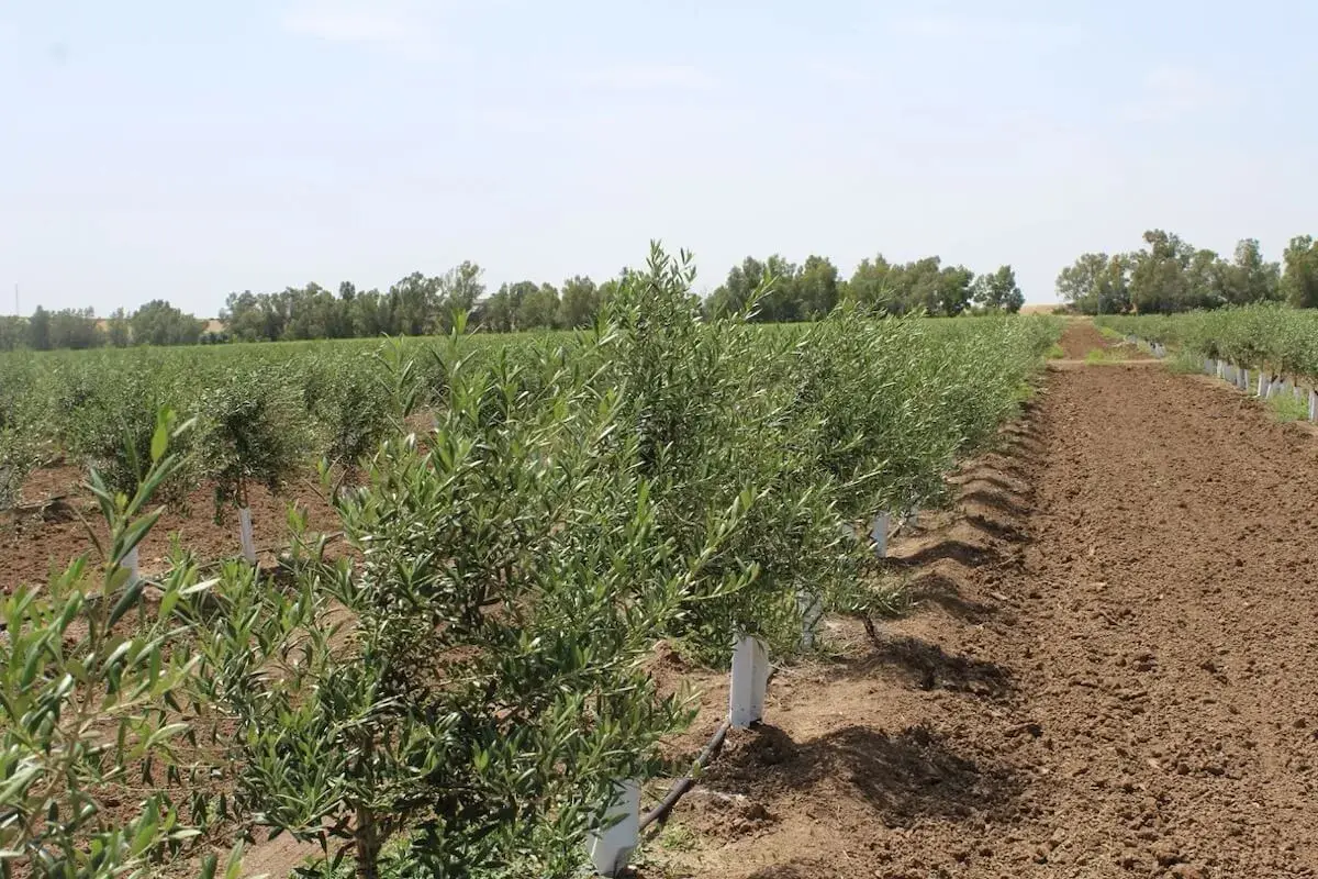 Filari di giovani ulivi in un campo, con tubi neri che indicano un sistema di irrigazione oliveto fai da te.