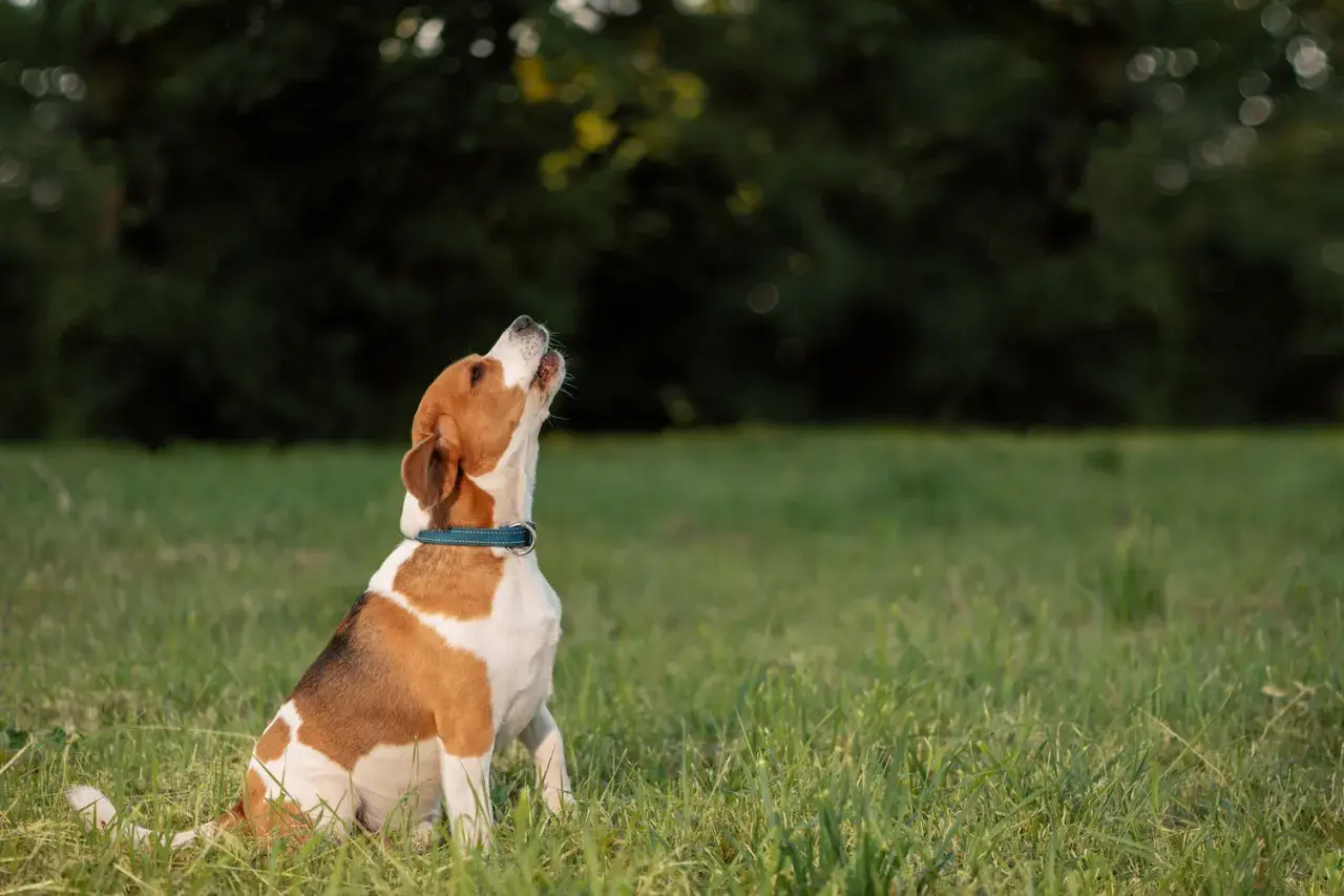 Perro beagle sentado en la hierba, mirando hacia arriba. ¿Cómo hacer que un perro deje de ladrar?