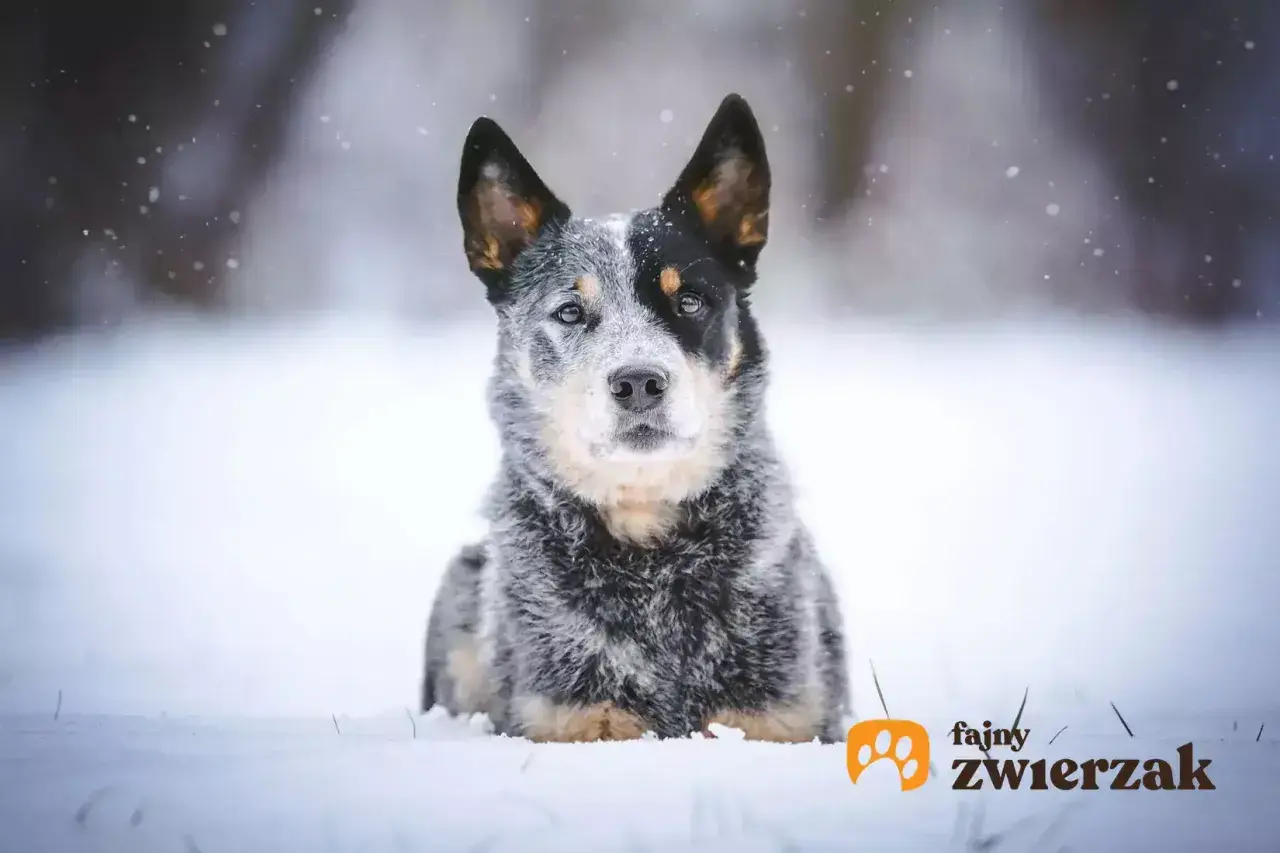 Australian stumpy tail cattle dog w zimowej scenerii, z płatkami śniegu wokół.