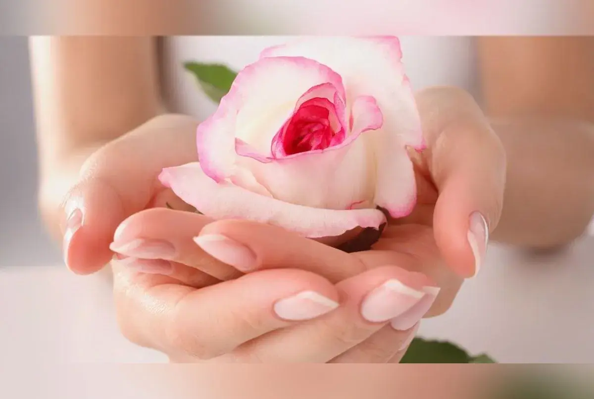 Mains délicates tenant une rose blanche aux bords roses, une fleur symbolique de tendresse et de beauté.