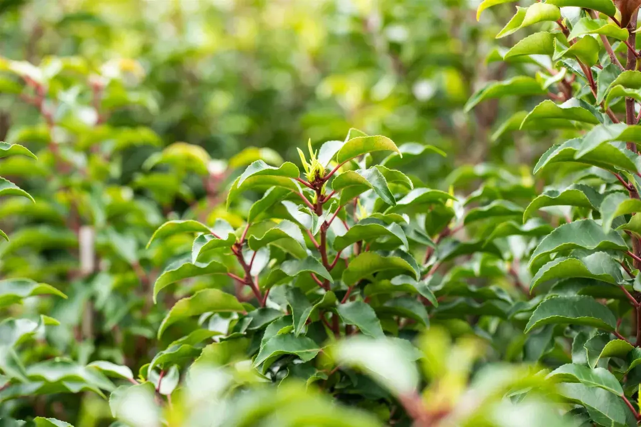 Dichtes Blattwerk eines Kirschlorbeers ohne Beeren, mit dunkelroten Stielen und glänzenden, grünen Blättern.