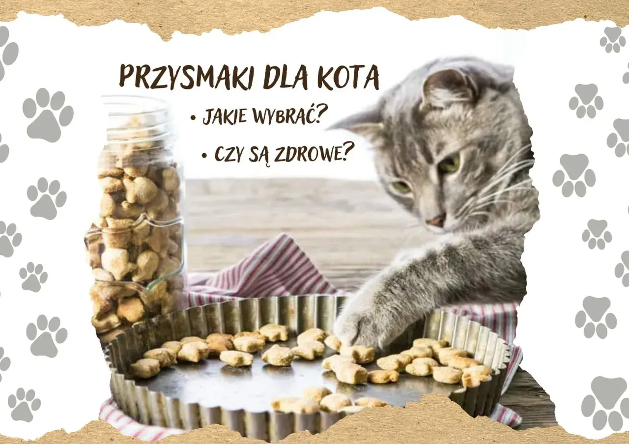 Szary kotek bada zdrowe przysmaki dla kota. Słoik pełen ciasteczek i blaszka z wypiekami.