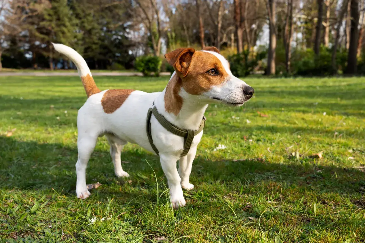 Jack Russell Terrier o żywym usposobieniu, w zielonej obroży, stoi na trawie w parku.