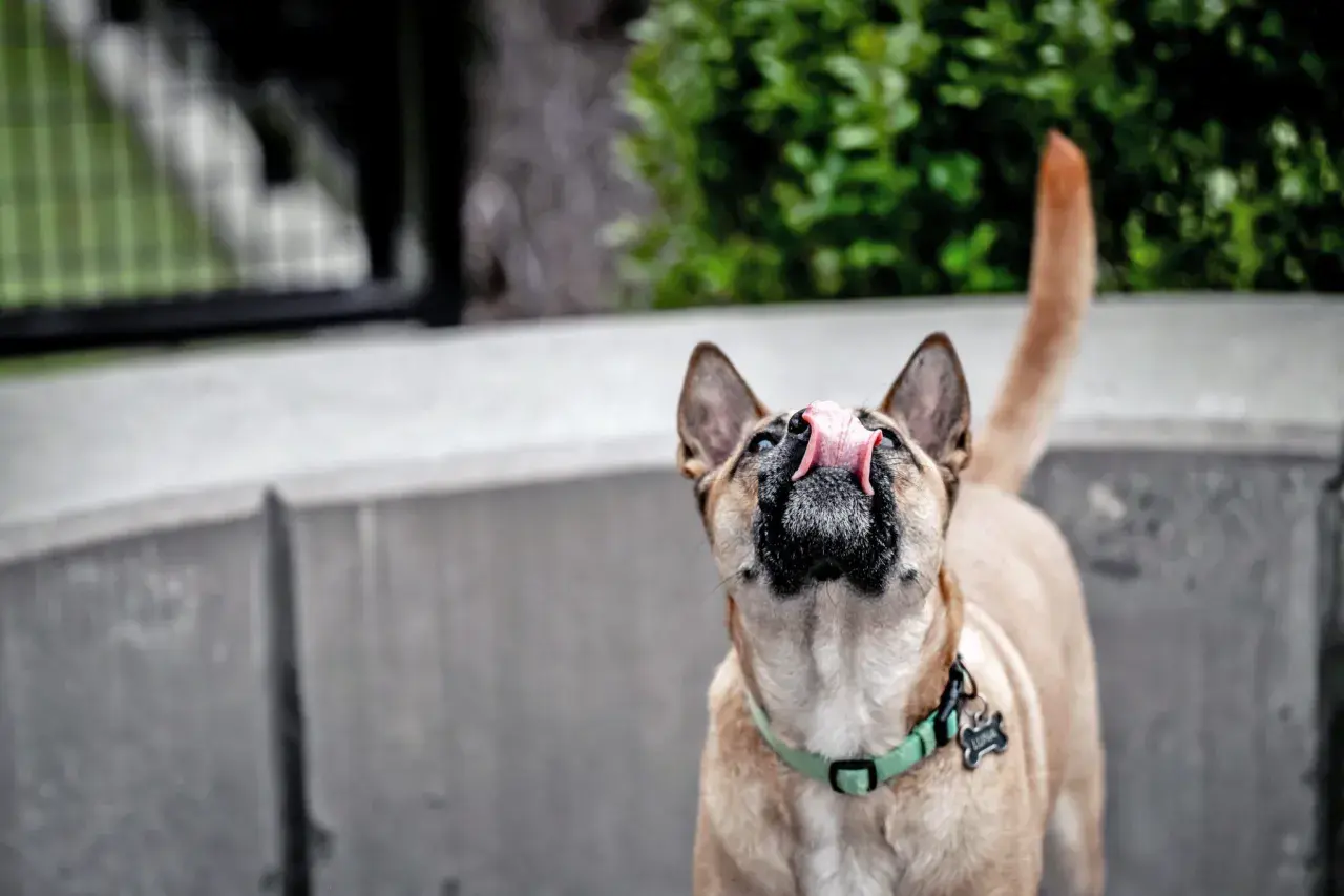 A dog with a green collar is licking the air, its pink tongue extended.