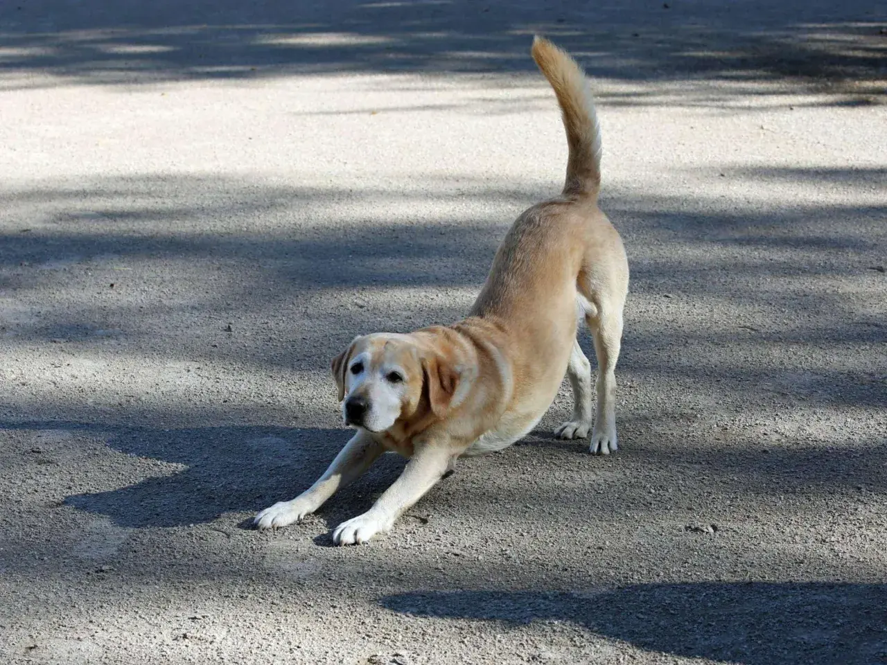 Ein heller Labrador streckt sich auf dem Boden, sein Schwanz wedelt erwartungsvoll. Der Hund stellt sich mir vor, bereit zum Spielen.