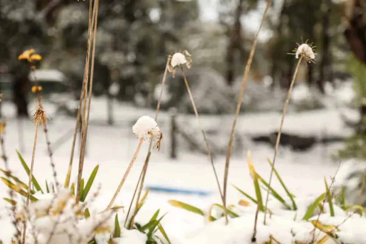 Tiges sèches d'agapanthe couvertes de neige, comme un gel délicat. Le paysage hivernal est flou en arrière-plan.