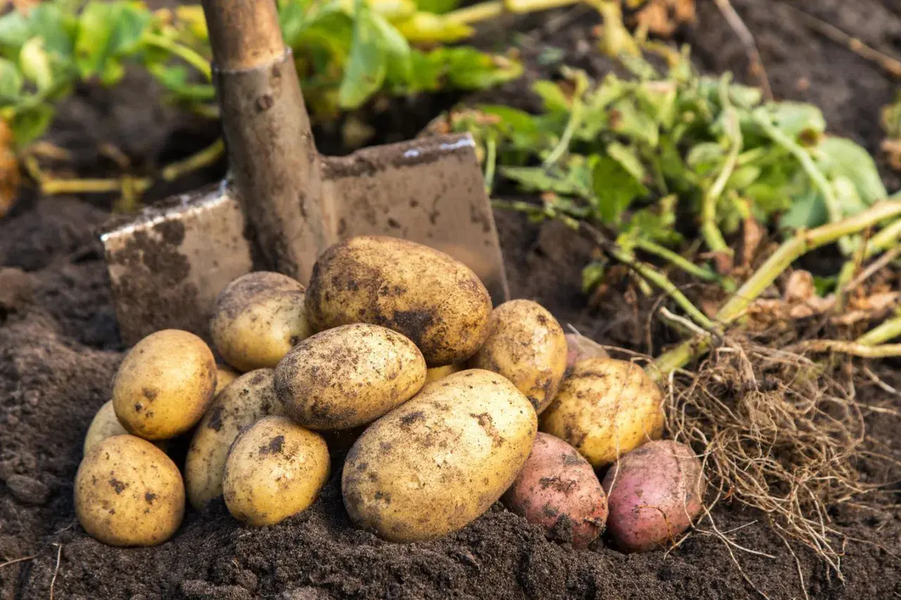 Frisch geerntete, erdige Kartoffeln liegen neben einer Schaufel im Boden. Diese guten Nachbarn Kartoffeln versprechen ein leckeres Essen.