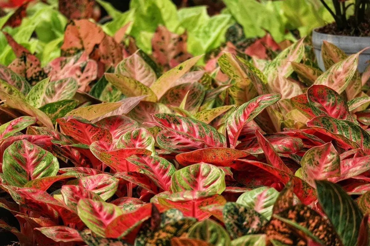 Mnóstwo kolorowych aglaonema odmiany w odcieniach zieleni, różu i czerwieni tworzy gęsty, bujny dywan roślin.