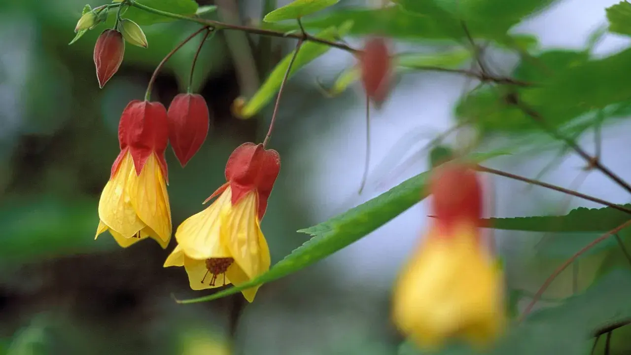 Hängende Glockenblumen in Gelb und Rot. Vorsicht, Verwechslungsgefahr mit Malven!