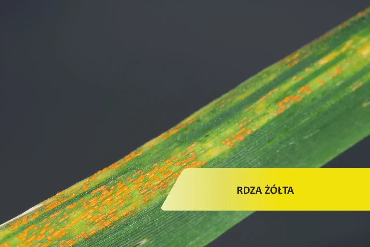 Liść zboża z pomarańczowymi plamkami, objaw choroby rdza żółta.