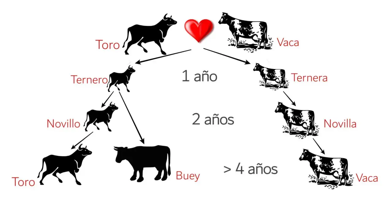 Diagrama del ciclo de vida de un toro y una vaca. Muestra cómo un ternero se convierte en novillo, luego en toro o buey, y una ternera en novilla y luego en vaca.