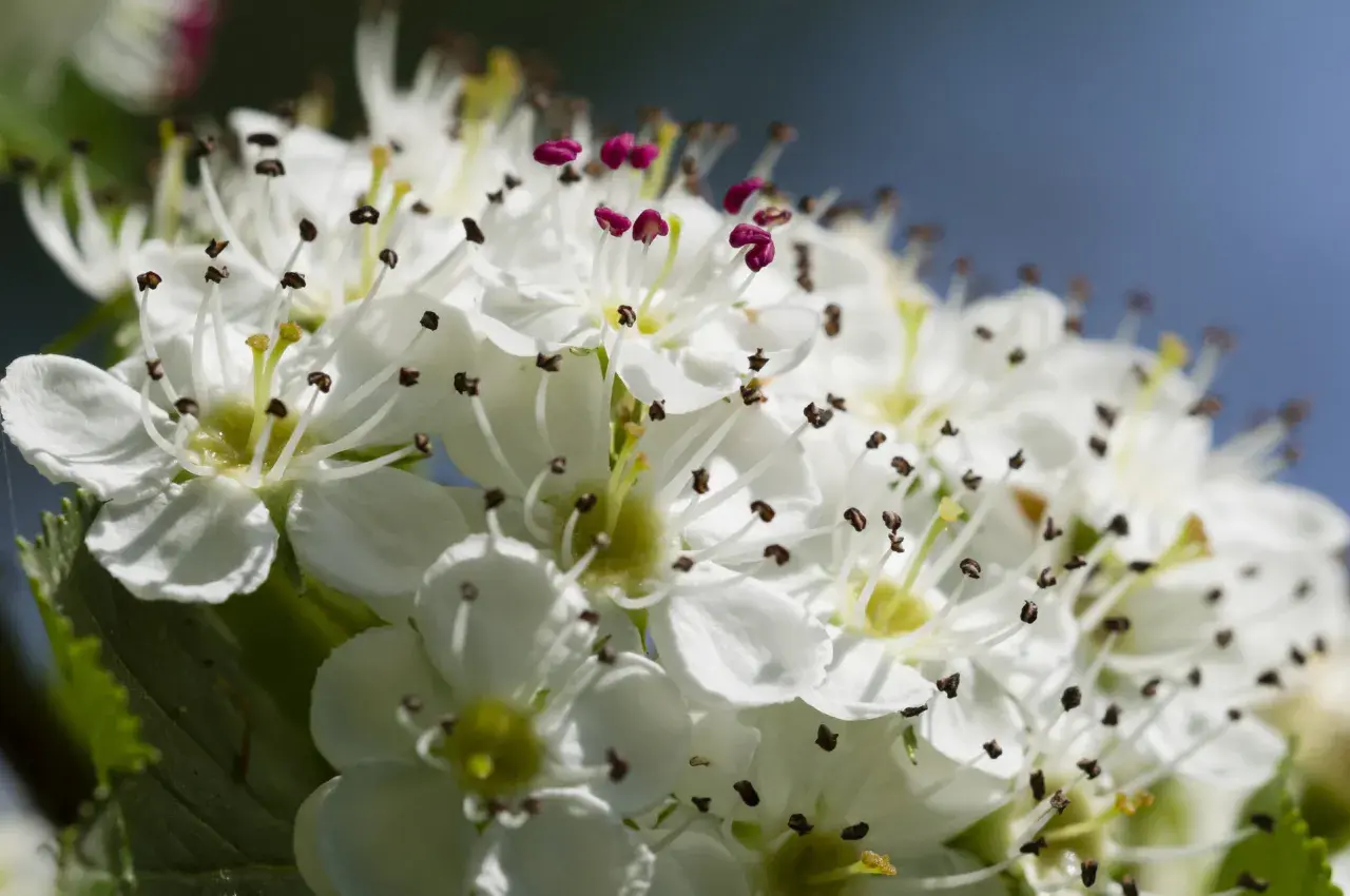 Fiori di biancospino, noti per le loro proprietà benefiche, con petali bianchi e stami scuri.