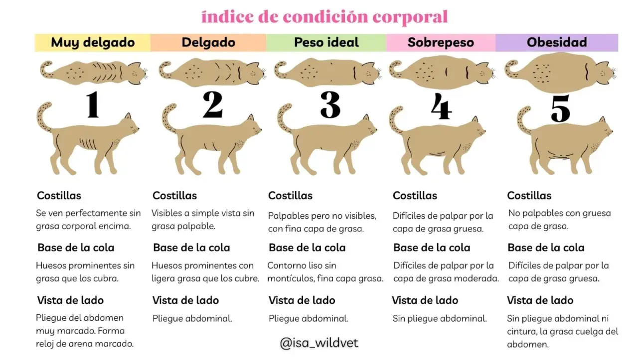 Guía visual para saber cuanto pesa un gato, desde muy delgado a obeso, con descripciones de costillas, cola y abdomen.