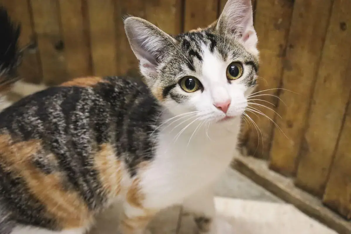 A curious calico cat with striking eyes. These beautiful felines often enjoy a long calico cat lifespan, bringing joy for many years.