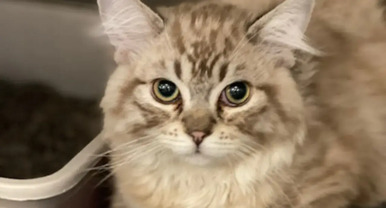 A fluffy cat with striking eyes looks up, perhaps showing signs of arthritis in cats.