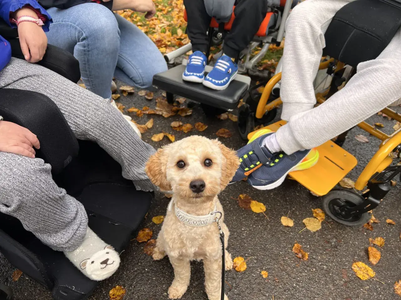 Ein süßer Hund sitzt im Herbstlaub, bereit für seine Therapiehund Ausbildung. Kinder in Rollstühlen sind um ihn herum.