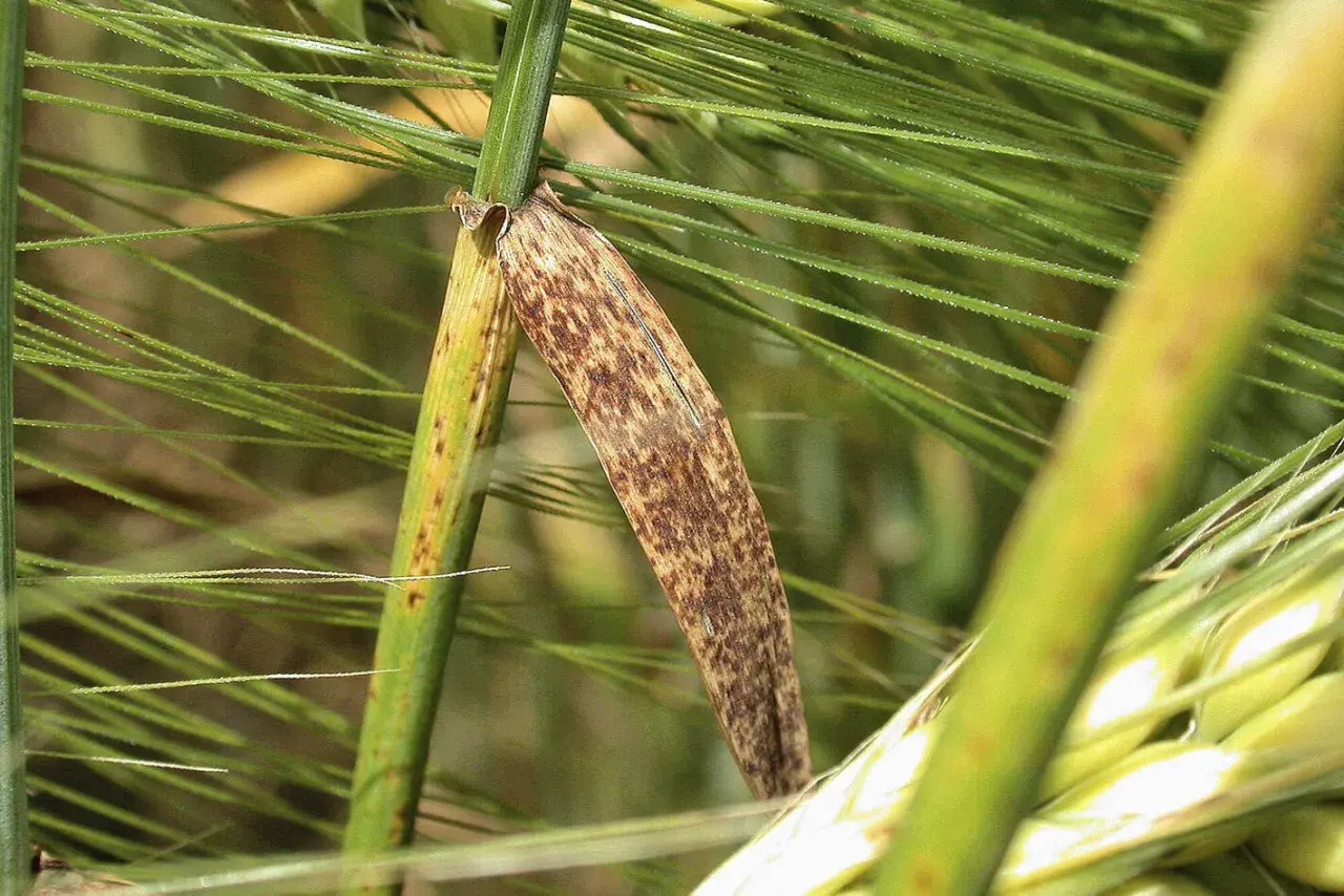 Braune Flecken auf einem Gerstenblatt, Anzeichen von Ramularia gerste.