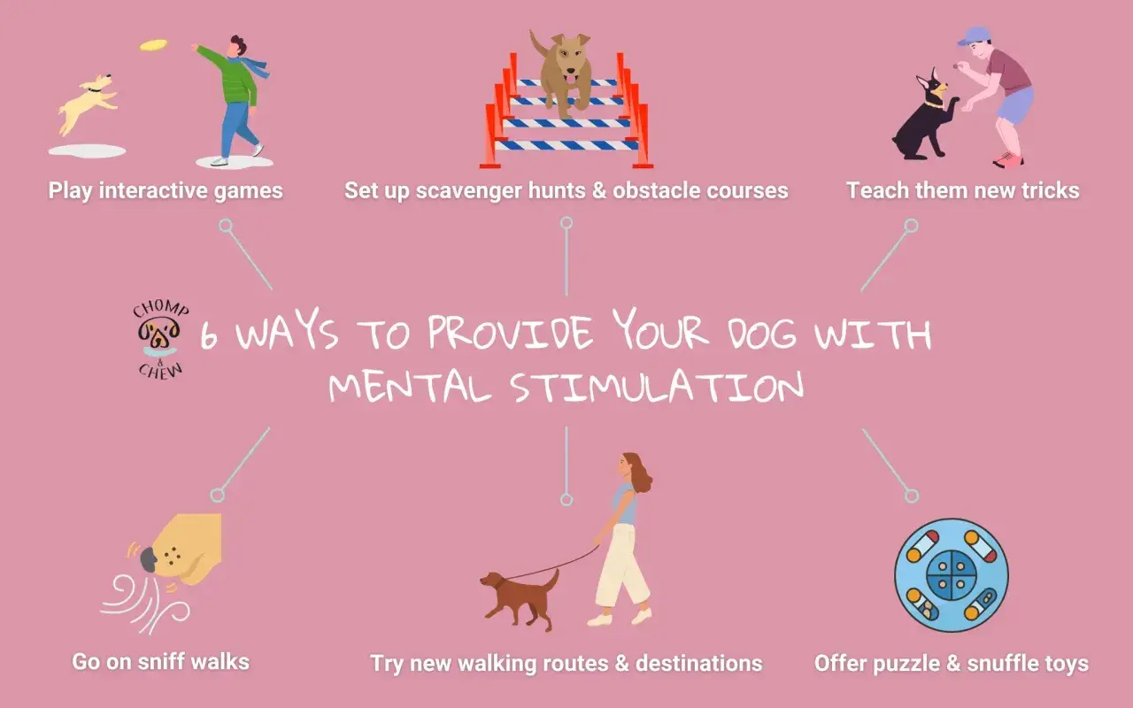 6 ways to provide your dog with mental stimulation: play games, set up obstacle courses, teach tricks, go on sniff walks, try new routes, and offer puzzle toys.