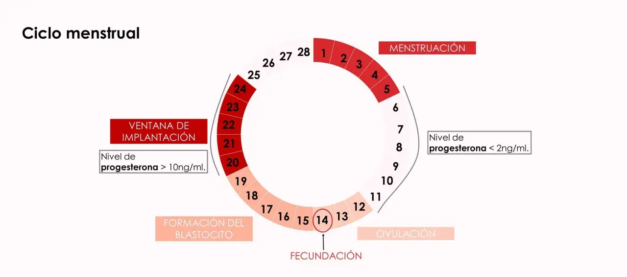 Diagrama del ciclo menstrual. Muestra la menstruación, ovulación, fecundación, formación del blastocito y ventana de implantación. Niveles de progesterona varían, siendo >10ng/ml durante la ventana de implantación.
