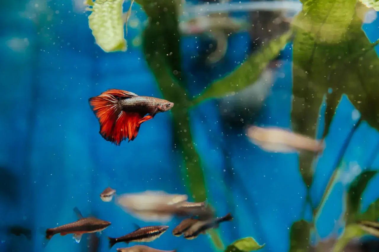 En kampfisk med röda fenor simmar i ett akvarium. Flera andra små fiskar syns i bakgrunden. Kampfisk akvarium storlek kan variera.