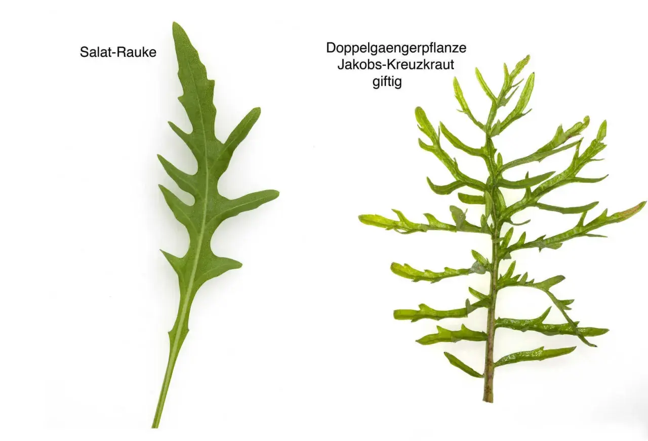 Salat-Rauke und giftiges Jakobskreuzkraut: Verwechslungsgefahr bei der Ernte. Achten Sie auf die Blattstruktur.