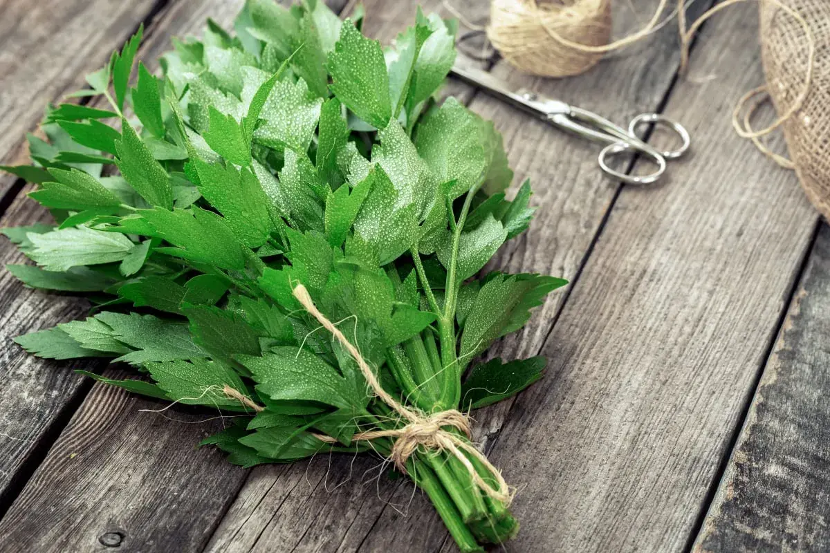 Jak przycinać lubczyk? Poradnik krok po kroku dla lepszego aromatu