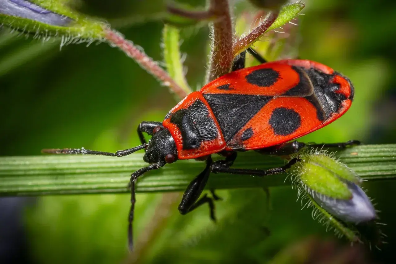 Insetto rosso e nero con lunghe antenne, posato su un filo d'erba verde.
