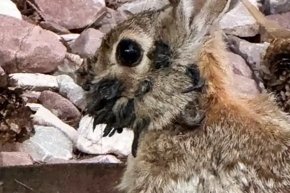 Primer plano de un conejo con la cara cubierta de pulgas.