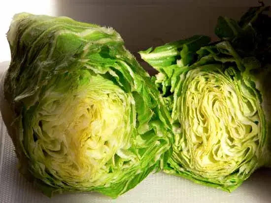 Chicorée pain de sucre : adieu l'amertume, bonjour les saveurs !
